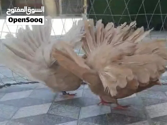 حمام زينه هومر شمسي فانتيل الصفاقي بحريني تركي دبل كريست