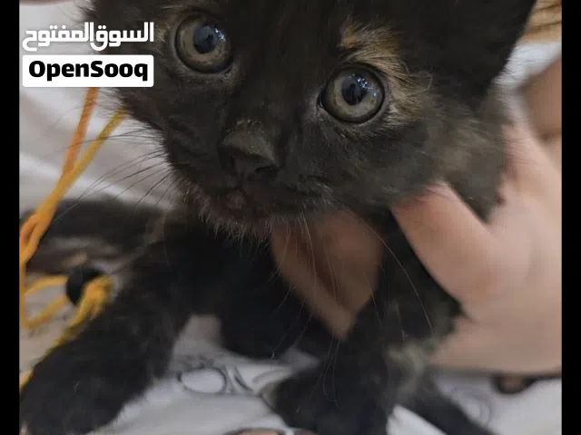 قطط تبني الام وعيالها