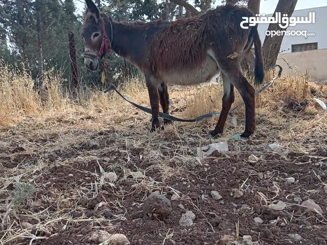 حمارة للبيع