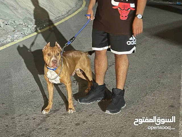 للبيع كلب بيتبول