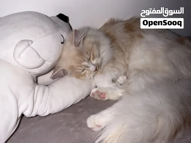 Cute Persian Kitten 7 Months Old