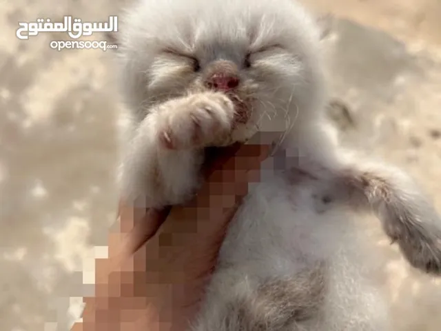 قطط هملايا وشيرازي للبيع