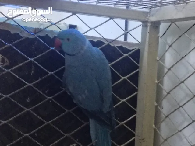 النوع دره العمر فوق سنتين العدد 1 الجنس ذكر اللون واضح الصحه ممتازه الانتاج جاهز