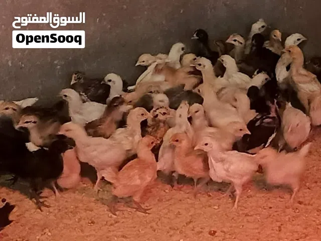 دجاج بلدي للبيع بصحة ممتازة في منطقة العالوك