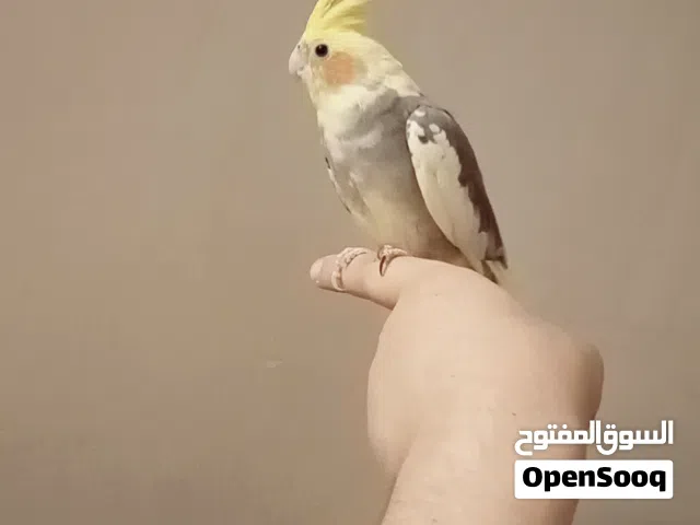 للبيع كروان أليف ويقبل المسح لعوب الذيل مقصوص واضح في الصوره
