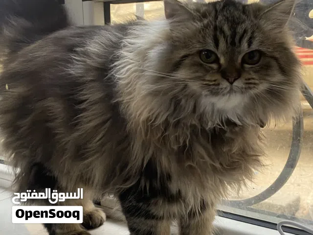 قططط شيرازي للبيع