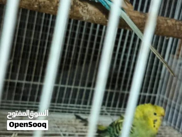 طيور حب امفتلات