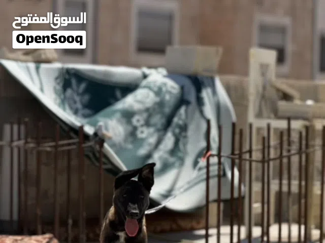 جرو بلجم مالينو دم حاميي بسم الله ما شاء الله