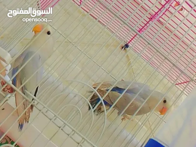 ثلاث جواز روز للبيع بسعر 35 للجوز