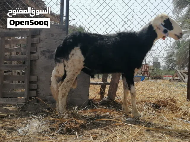 للبيع كبش نجدي