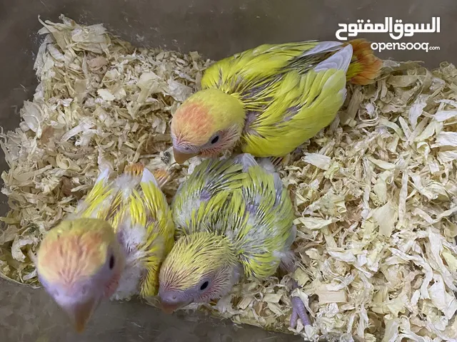فروخ اوبلاين متعودين على العس