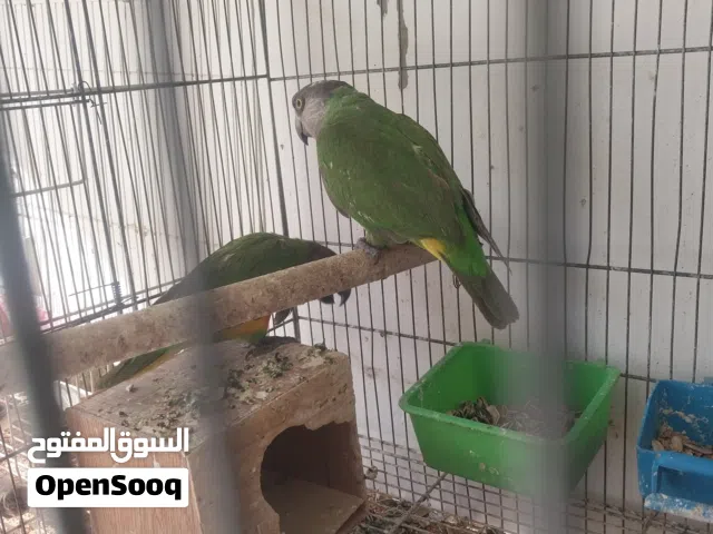 ببغاء سنغالي