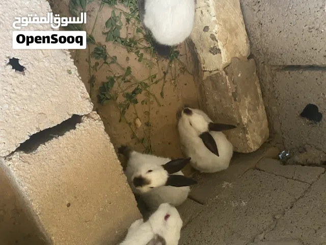 ارانب فلاكونيا