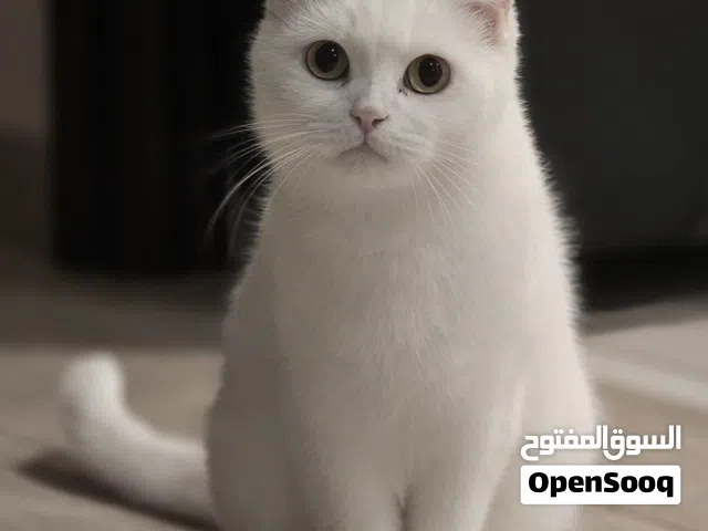 قطة بيضة للتبني أنثى جميلة + قطط صغار