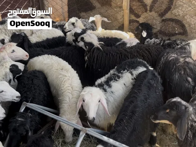ذبايح كبشان و حملات