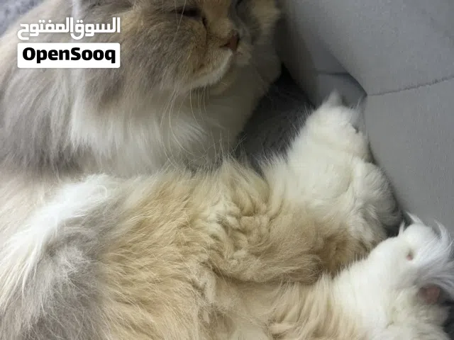 قطة للتبني