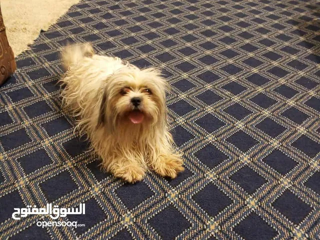 كلب شيتزو العمر 12 شهر