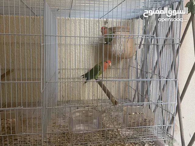 Love Birds   In Abu Shagara