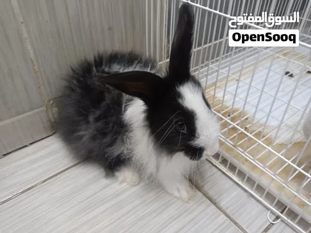 Rabbit+Cage Rabbit 5 month  Female only