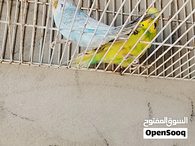 زوز دكوره واحد جناحه مكسر وتاني ربي يبارك