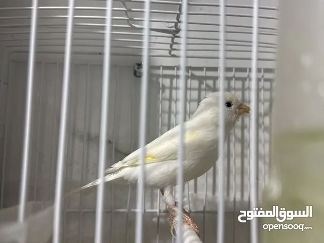 للبيع كناري روسي شرط التغريد