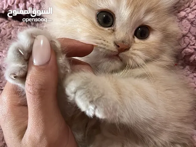 قطط ذكور من أصول نقيه واحد همالايا تشوكلت لونج هير بلو بوينت وواحد بريتش ريد لونج هير مقزم للجادين