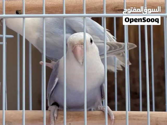 للبيع زوج اطيور Lovebirds +قفص+ الاكل+توصيل مجاني لأول شراي جاد