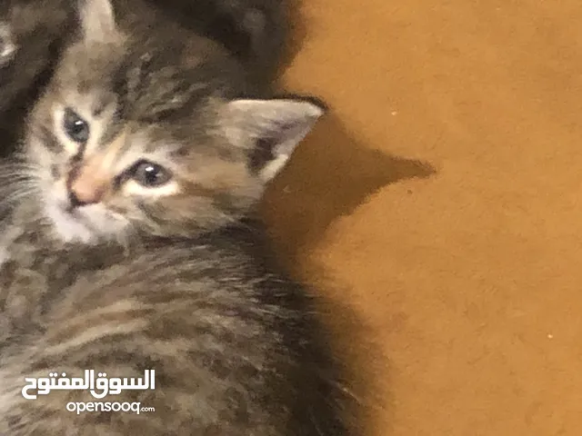 قطط شيرازي للتبني