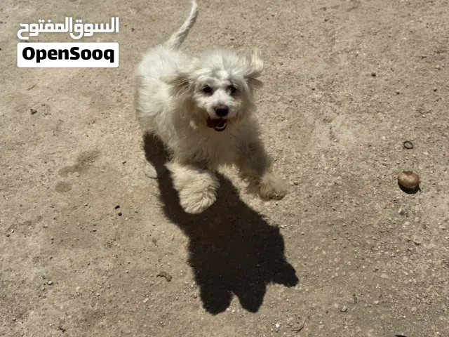 متاح جرو مالتيزرز العمر ثلاثة شهور ونص ماخذ جميع المطاعم السعر حرق