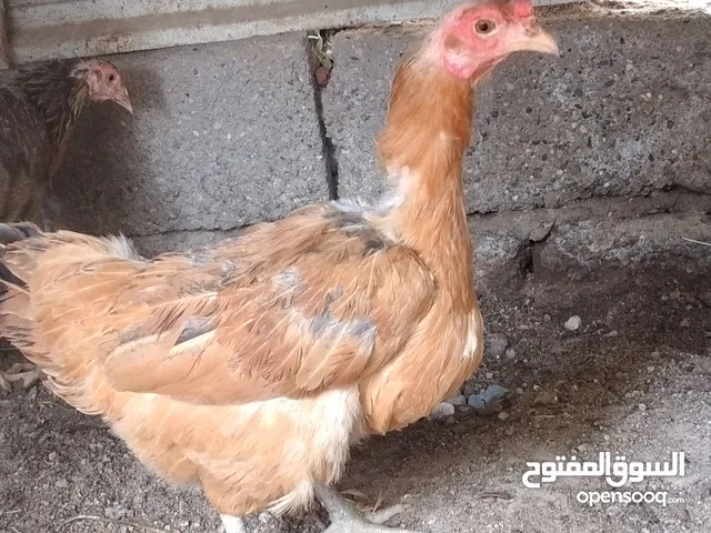 دجاج عرب  الوان حلوه