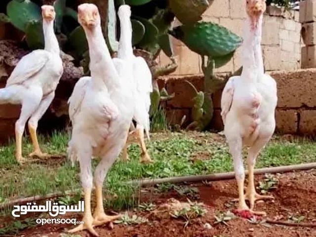 ديوك الماني ابيض