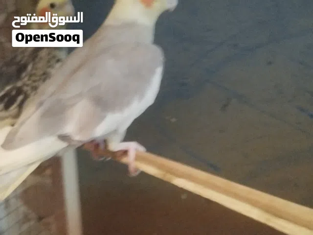 كوكتيل مزويج بزرات