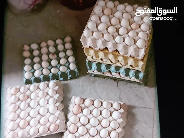 بيض بلدي مخصب