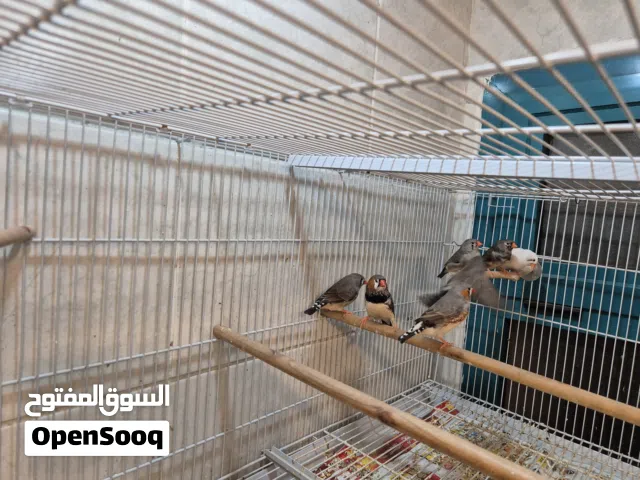 طيور زيبرا عدد 7