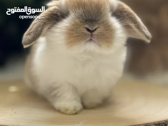 أرنب انقلش انقورا والقزم وهولاند لوب و هوتوت - English Angora ,Dwarf,Holland lop & Hotot