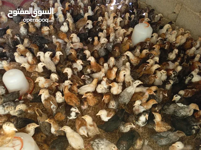 متوفر كتكوت مخلط هجين من العربي والفيومي والرود والفرنساوي والمميزة والأملط بنشاط وبصحة ممتازة