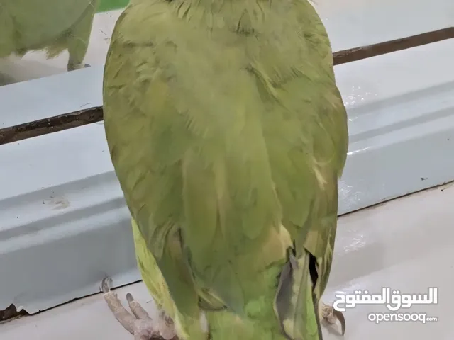 ببغاء دره هنديه اليفه طينه متكلم....ذكر