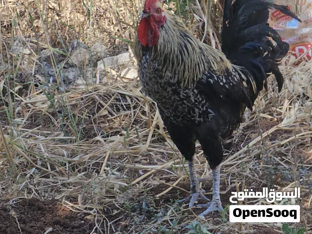 متوفر ديكين سعر الديك 4 د