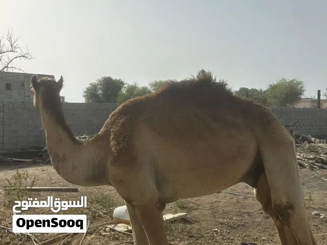اقراء الوصف مهم