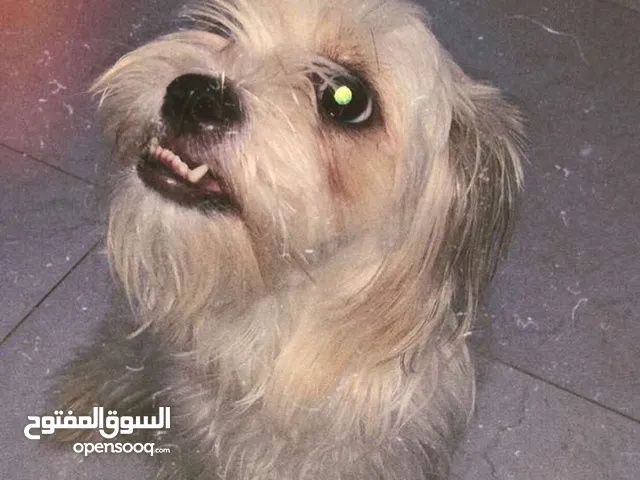 شوف الوصف تحت