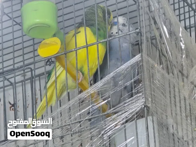 عصفير كنار جيزه ومغنا