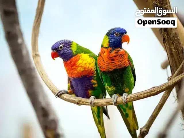 مطلوب طائر للتبني.