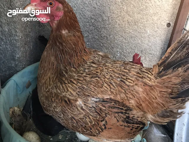 دجاجات عرب 2كرك