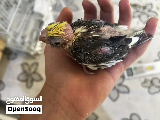 فرخ كروان لون مميز