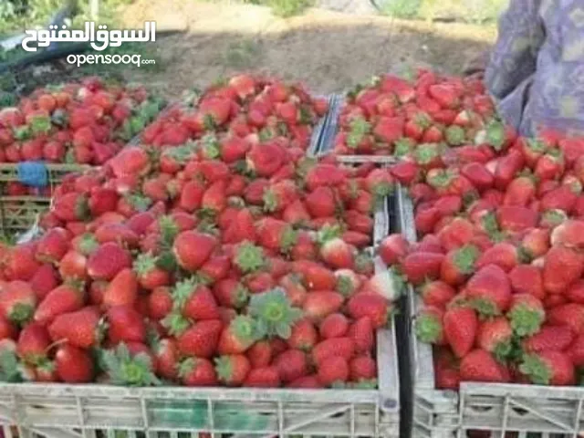 فراوله درجه اولا للبيع جمله