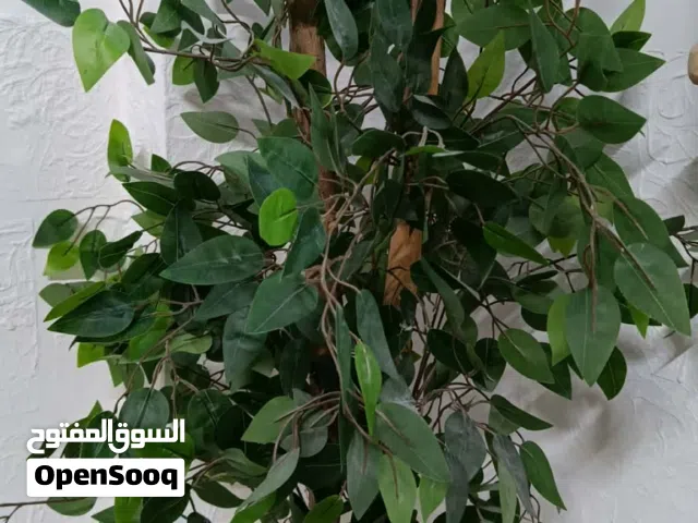 شجرة الفيكس الصناعية