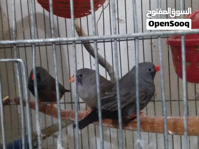 جواز شاركول