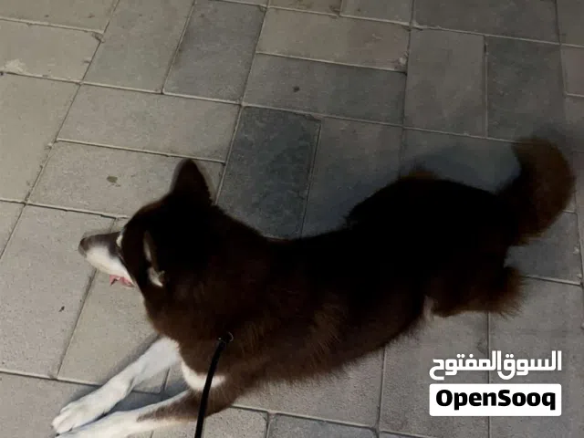 هاسكي صيربي بيور