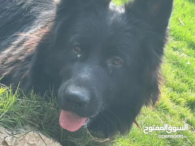نثيه جيرمن بلاك