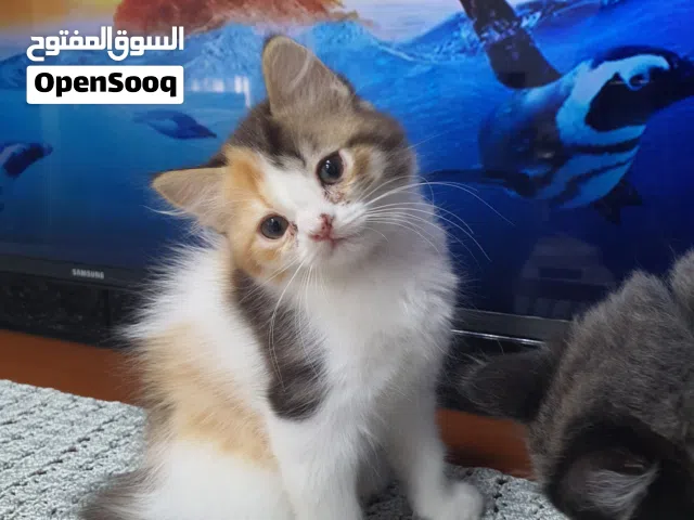 VERY  CUTE  MAMA CAT AND KITTEN &  ADOPTION